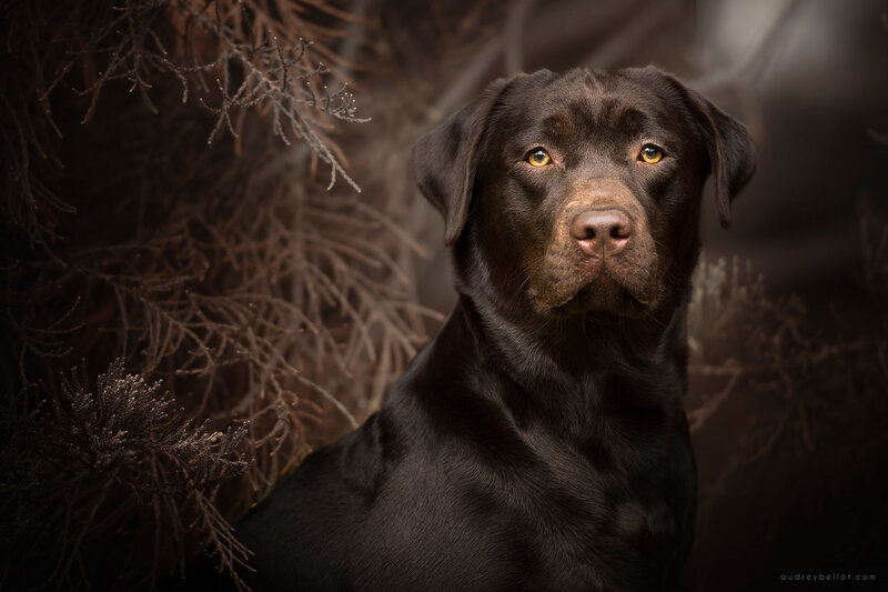 Black Labrador Retriever — Brown