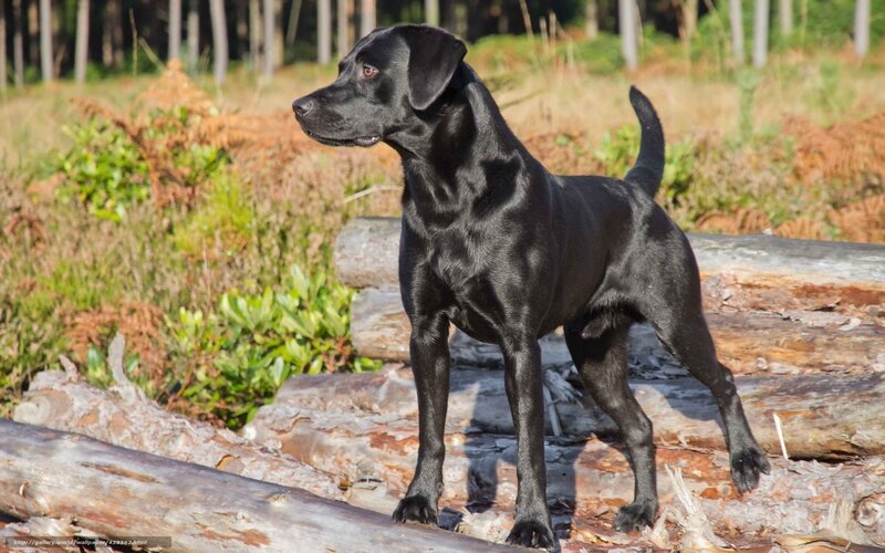 Black Labrador Retriever — Calm, Afternoon, Photograph, Logs