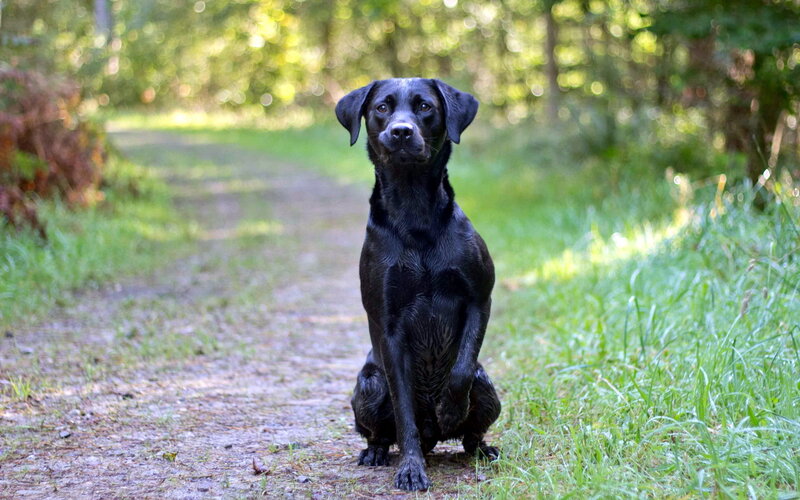 Black Labrador Retriever — Calm, Afternoon, Photograph