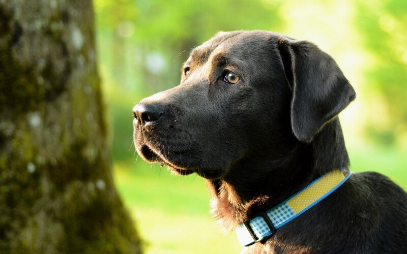 Black Labrador Retriever — Calm, Afternoon