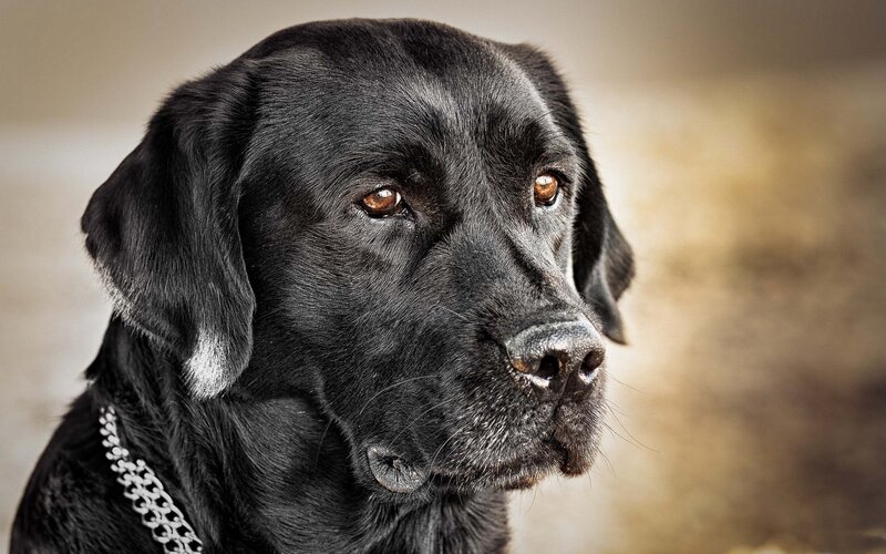 Black Labrador Retriever — Calm, Photograph, Collar