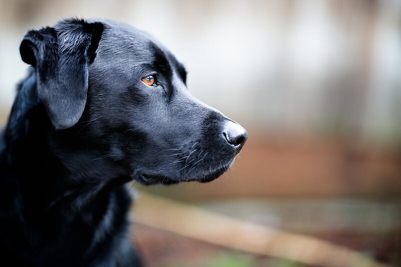 Black Labrador Retriever — Calm, Photograph, Dog