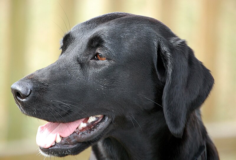 Black Labrador Retriever — Calm, Photograph
