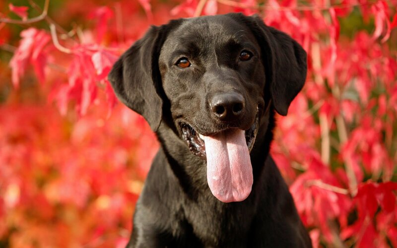 Black Labrador Retriever — Calm