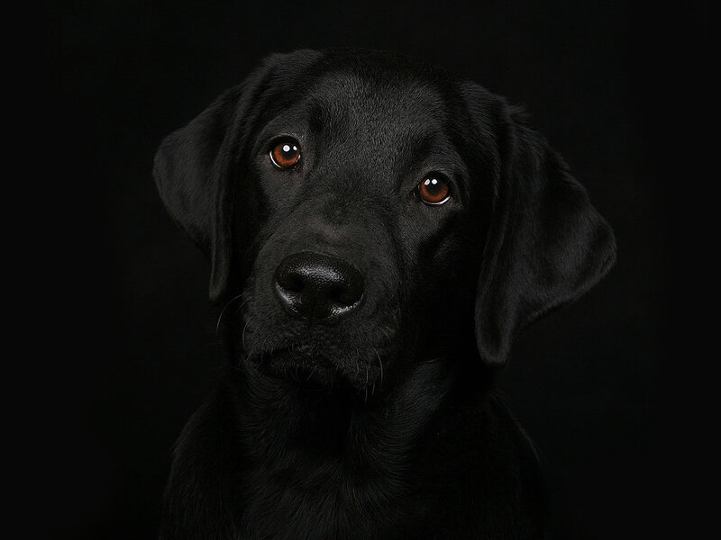 Black Labrador Retriever — Dramatic, Photograph