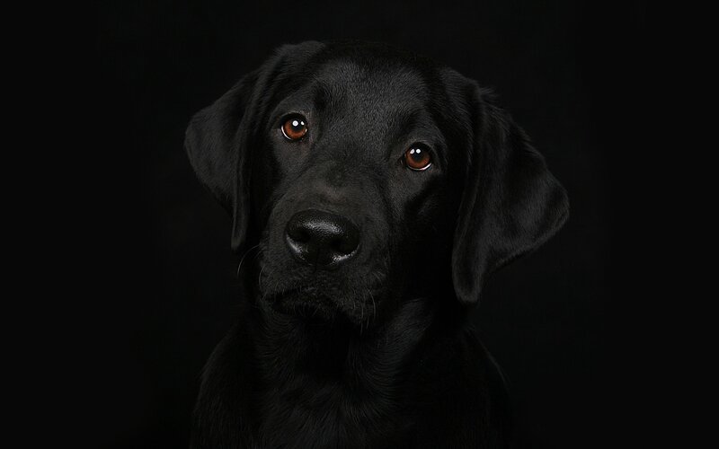 Black Labrador Retriever — Dramatic