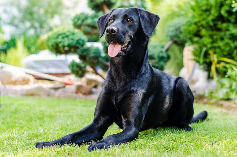 Black Labrador Retriever — Green
