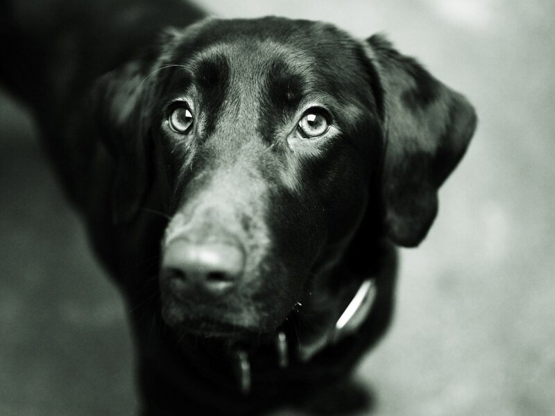 Black Labrador Retriever — Intense