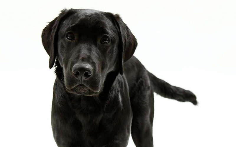 Black Labrador Retriever — Neutral