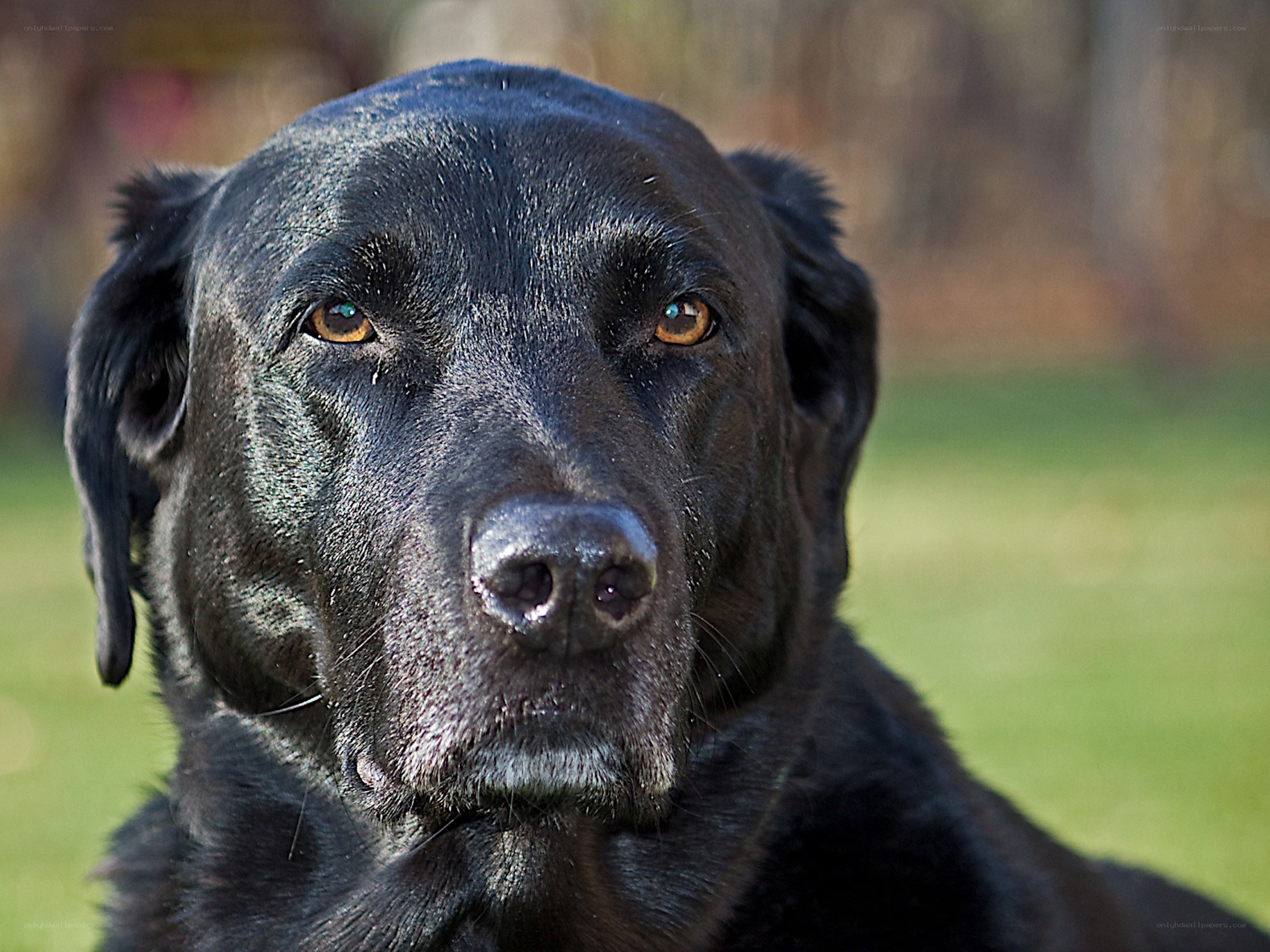 black labrador retriever portrait