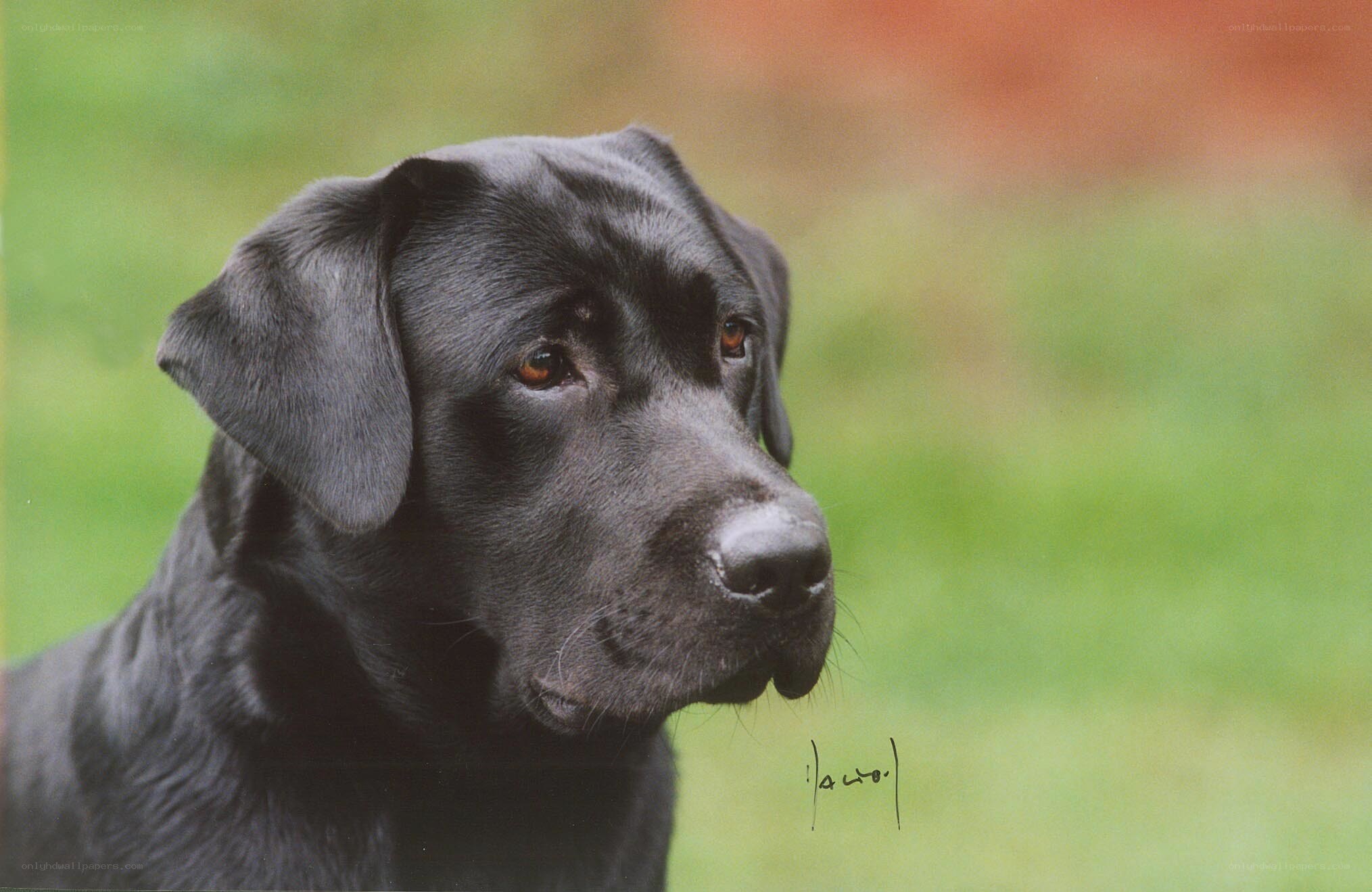 black labrador retriever portrait