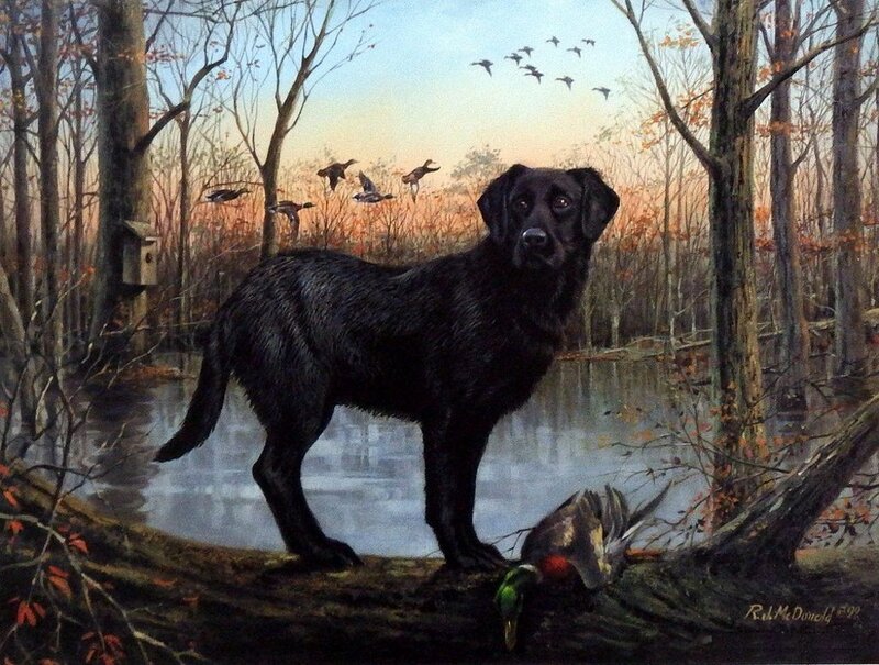 Black Labrador Retriever — Serene