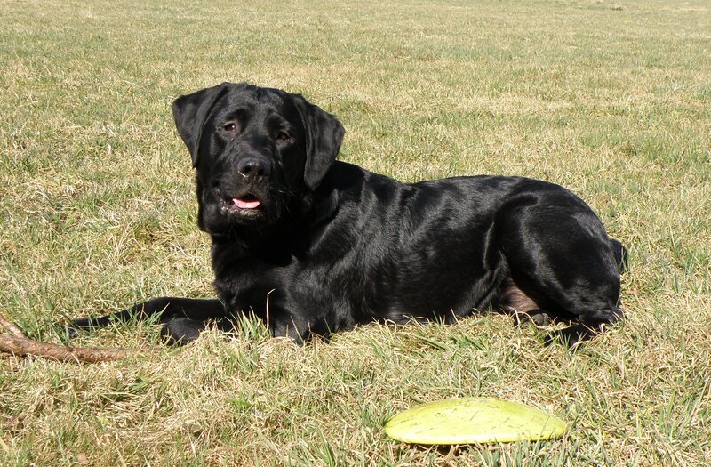 Black Labrador Retriever