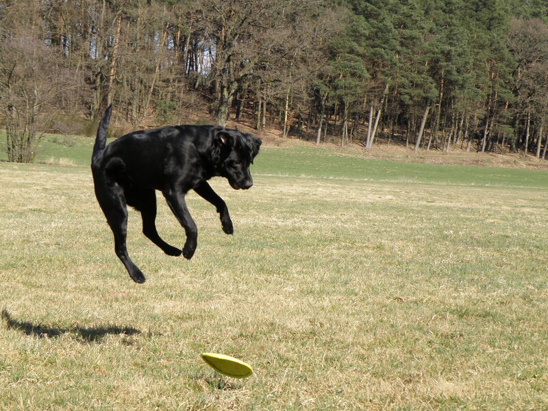 Black Labrador Retrieving Frisbee