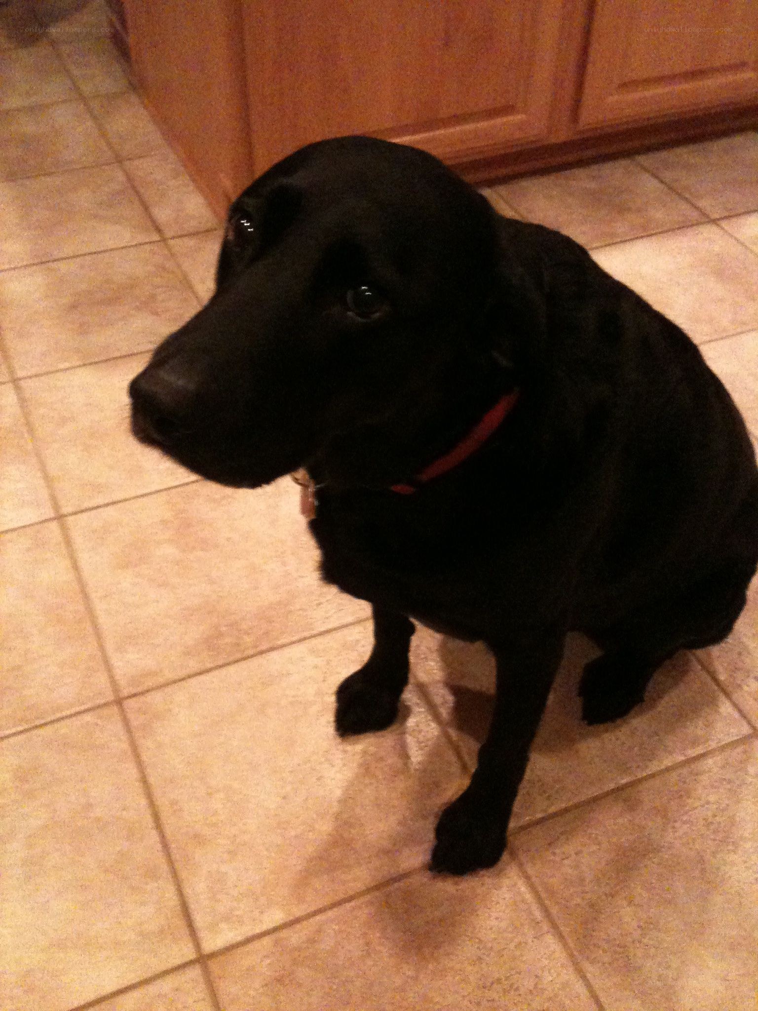 black labrador sitting on floor