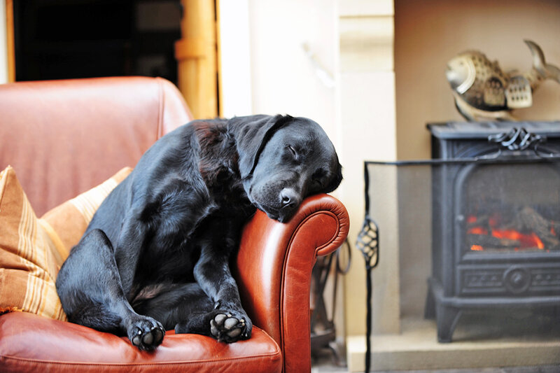 Black Labrador Sleeping