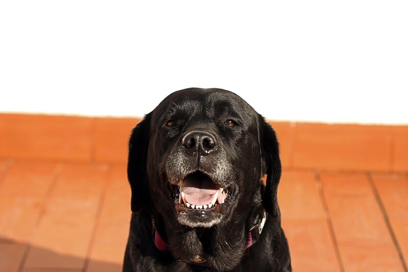 black labrador smiling