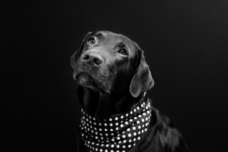 Black Labrador with Bandana