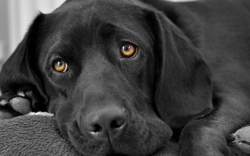 black labrador with golden eyes