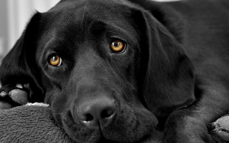 black labrador with golden eyes