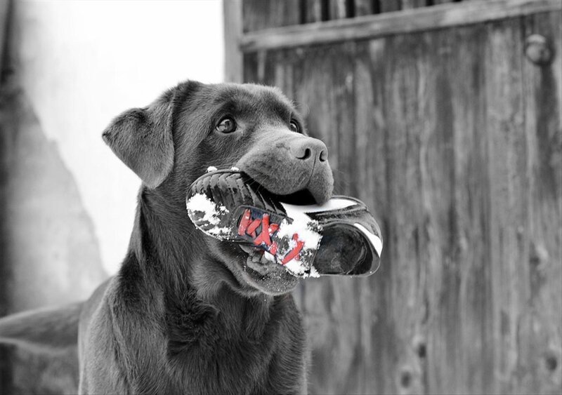 Black Labrador with Shoe