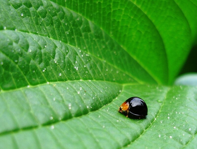 Black Ladybug on Leaf