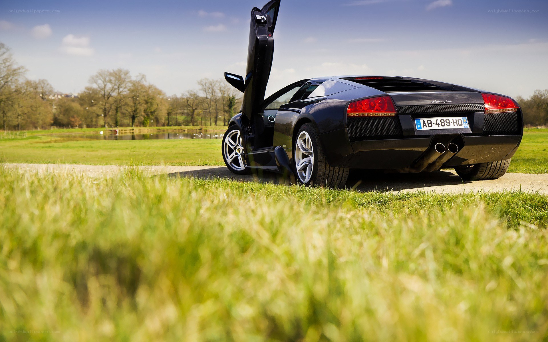 Black Lamborghini in a field
