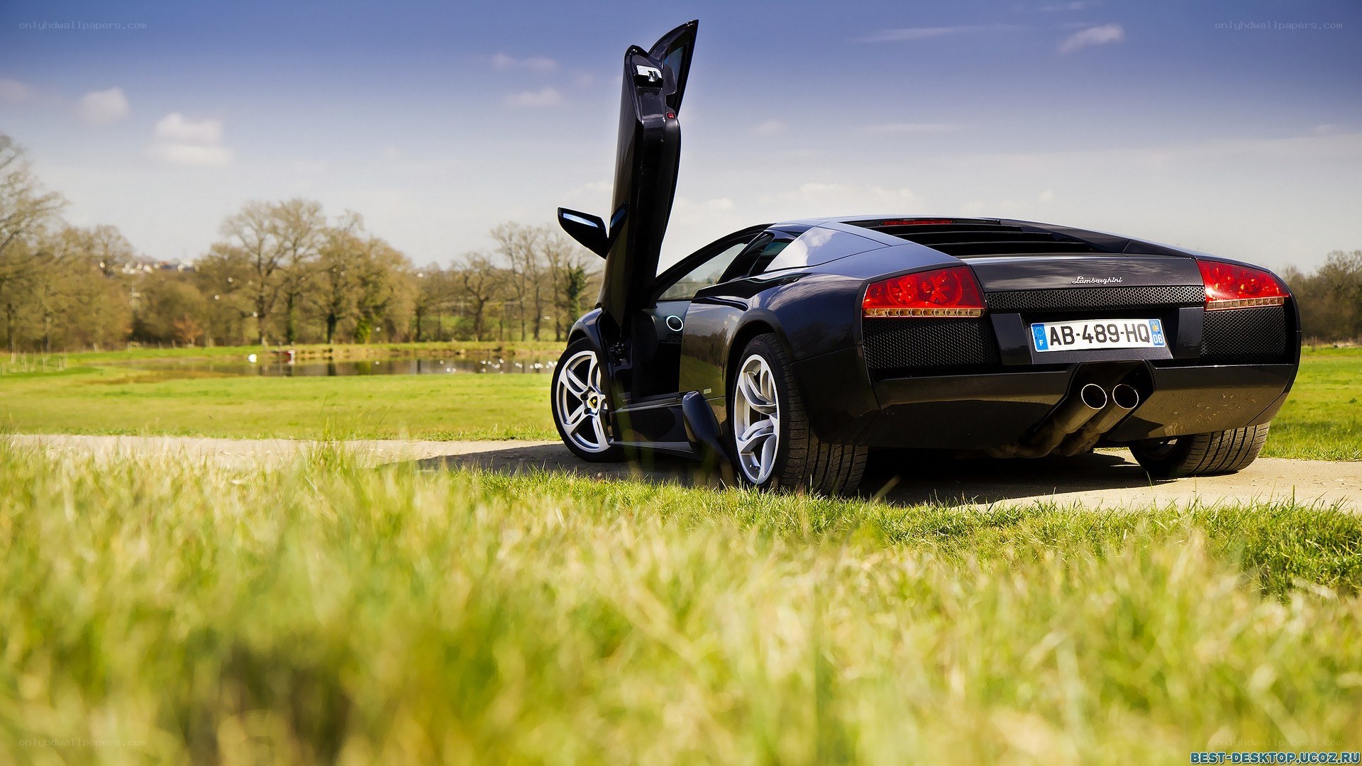 Black Lamborghini in a field