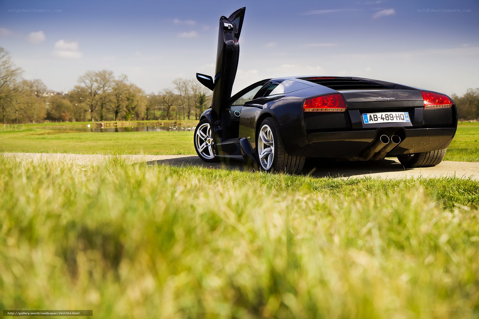 Black Lamborghini in a field