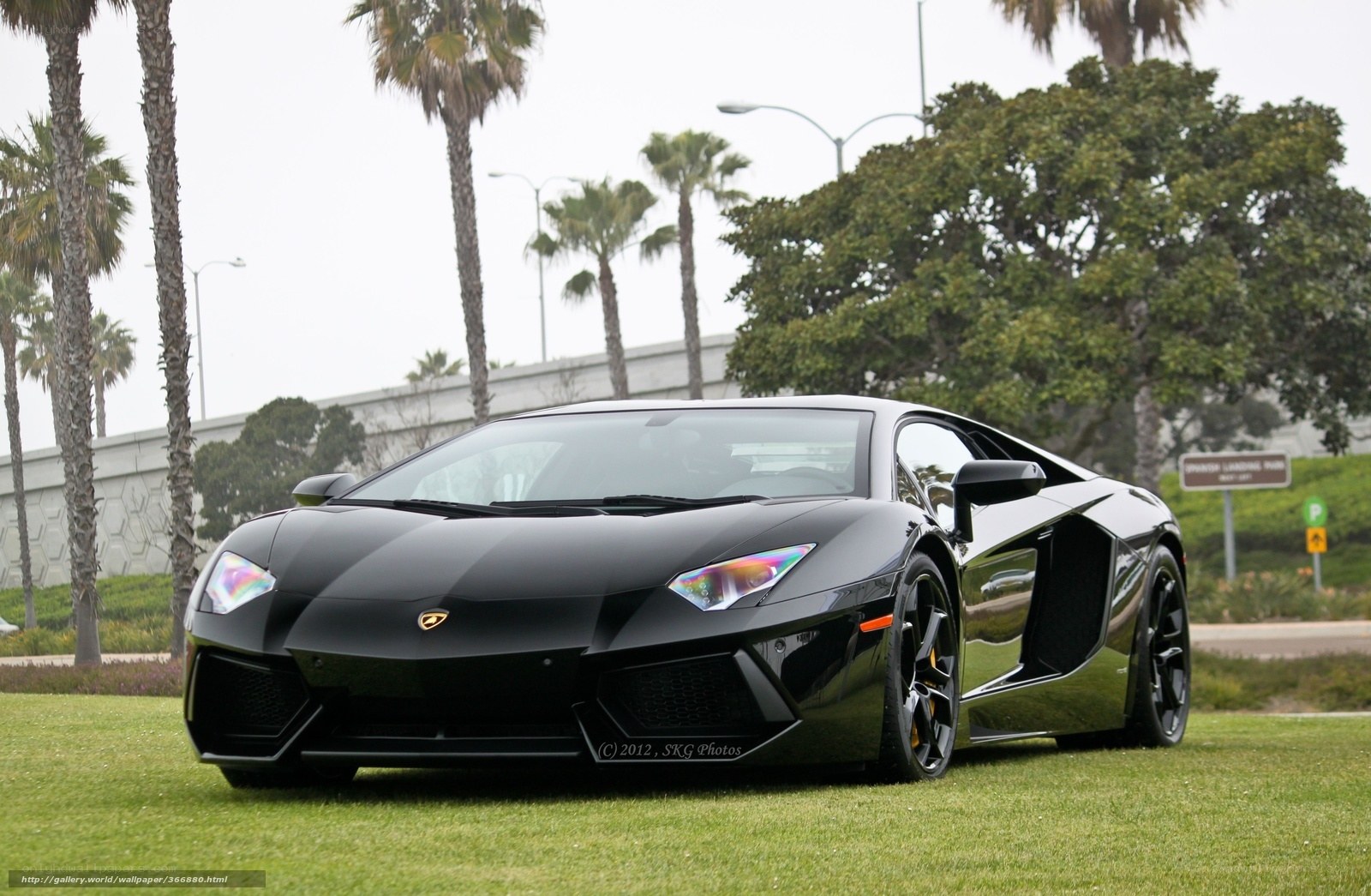 Black Lamborghini on grass
