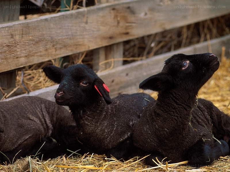 Black lambs resting in a pen