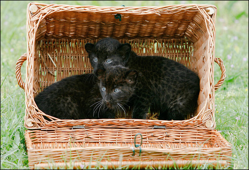 Black leopard cubs in a basket