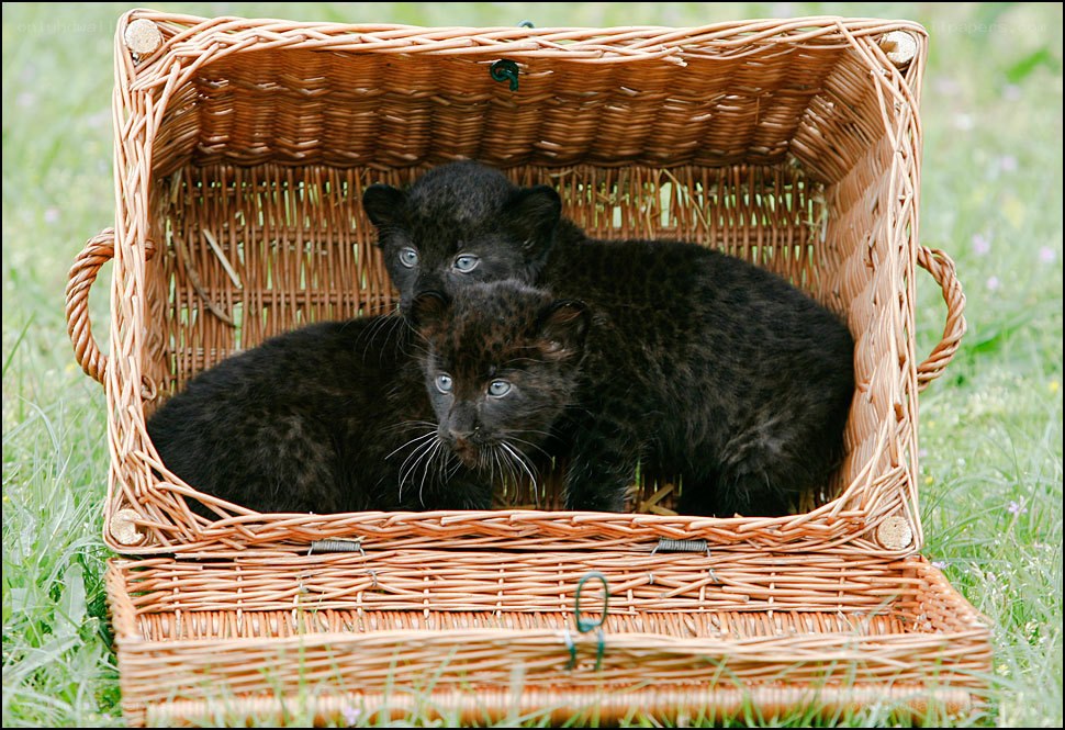 Black leopard cubs in a basket