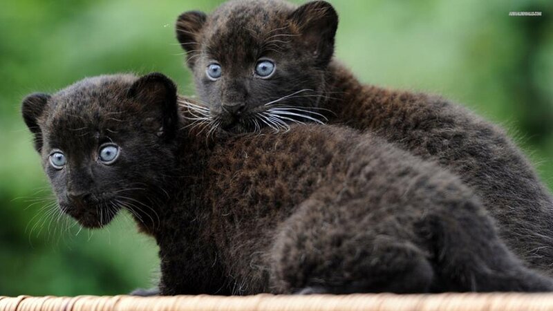 Black Leopard Cubs