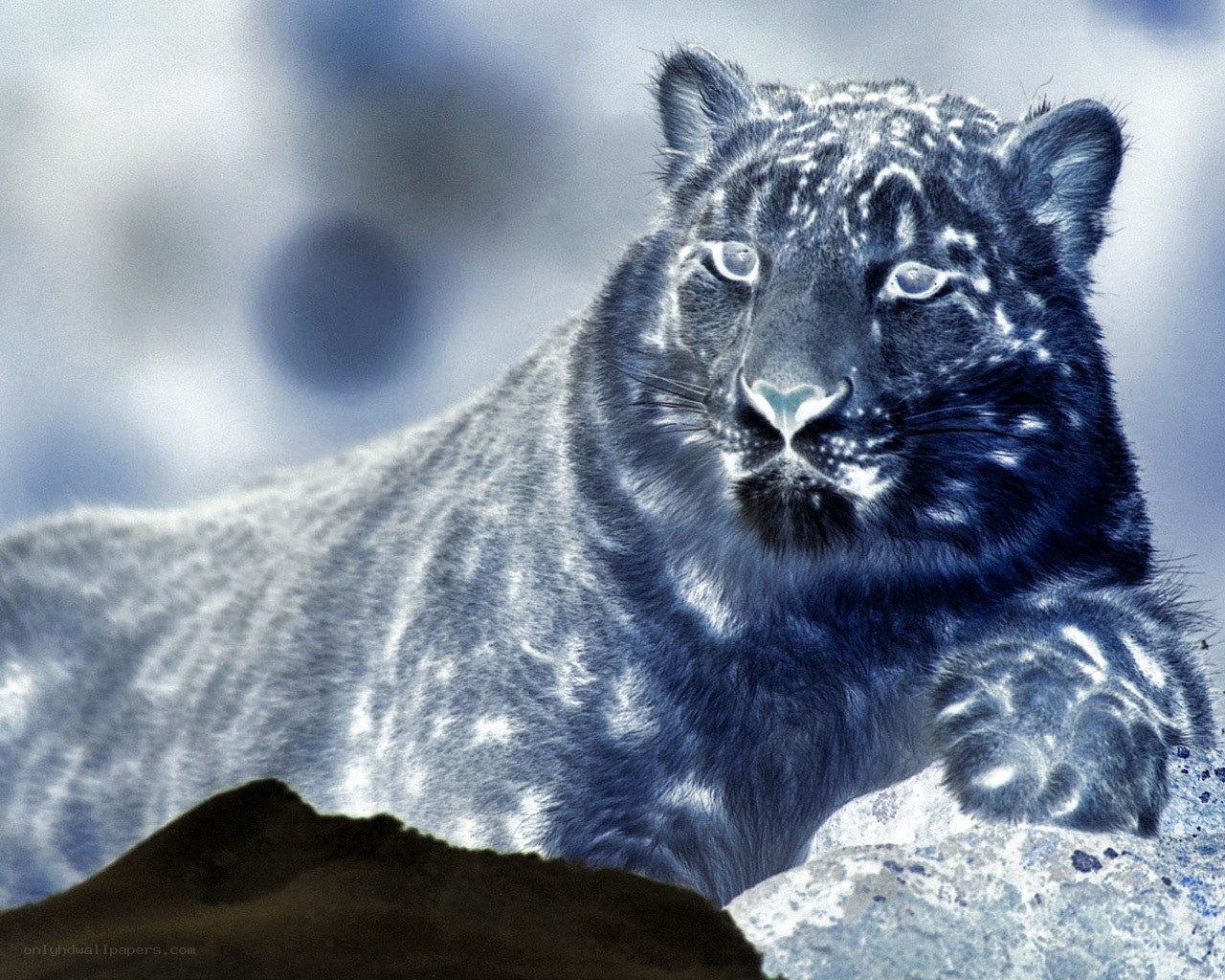 black leopard in blue tones