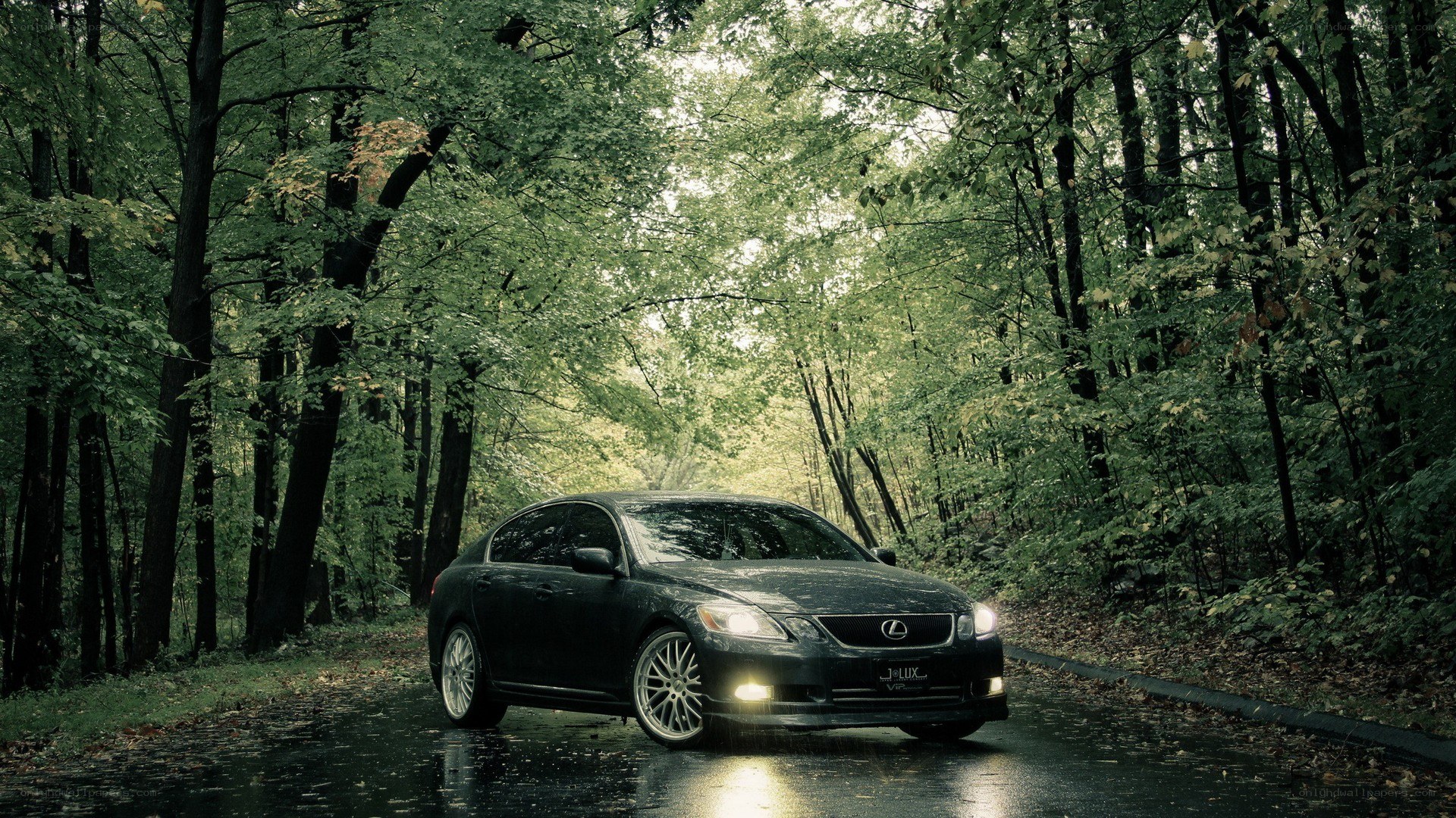 Black Lexus in a forest