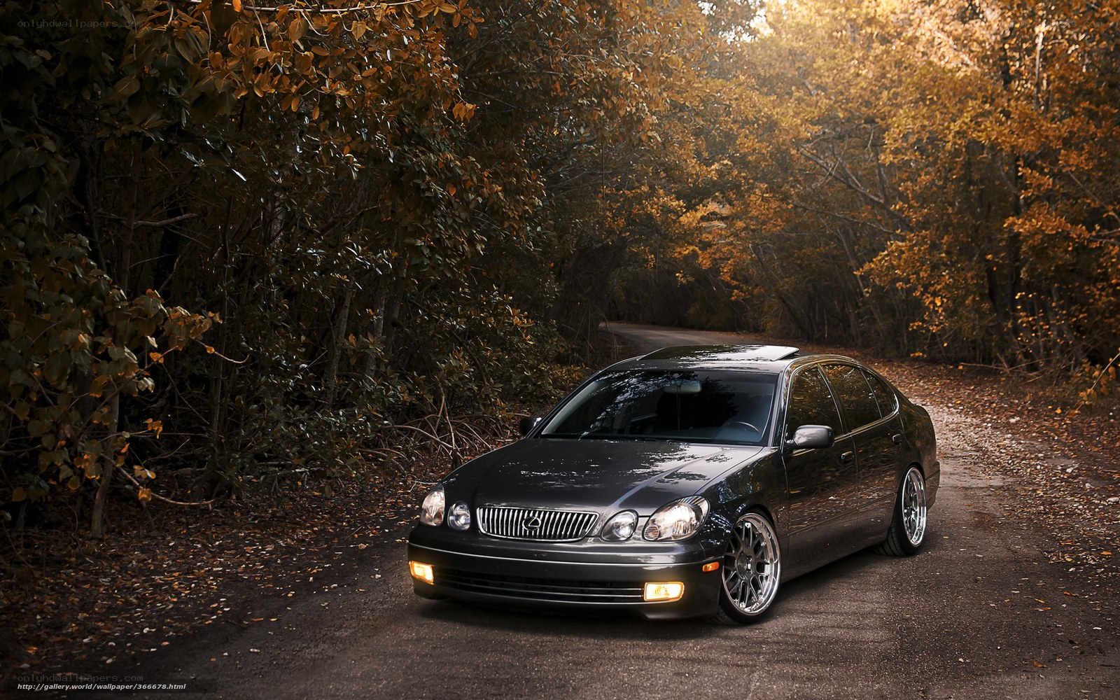 Black Lexus on a forest road
