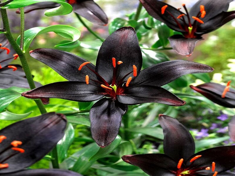 Black Lily Flower — Natural