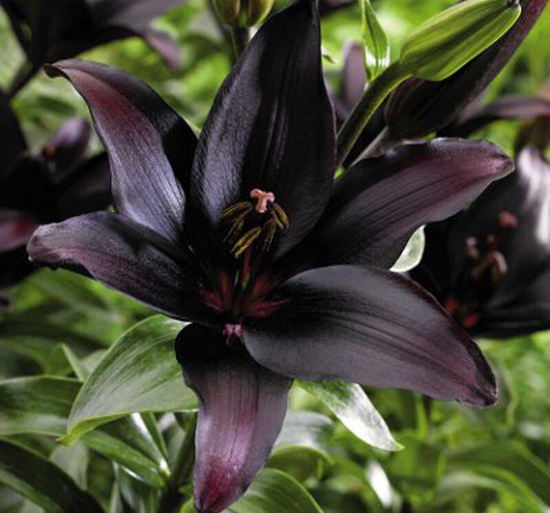 Black Lily Flower