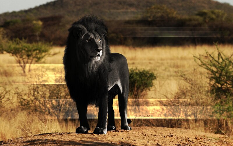 Black Lion in Savanna — Brown, Dramatic, Afternoon