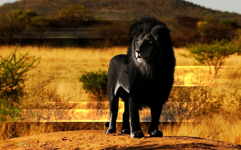 Black Lion in Savanna — Brown, Dramatic