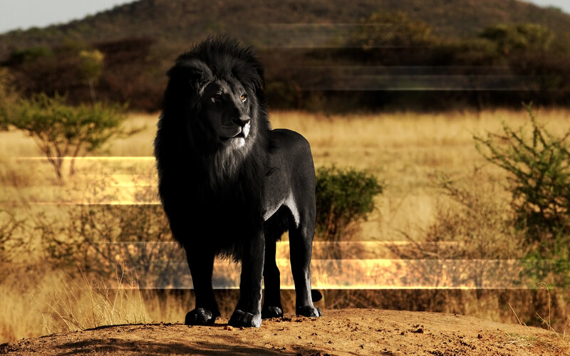 Black Lion in Savanna — Brown