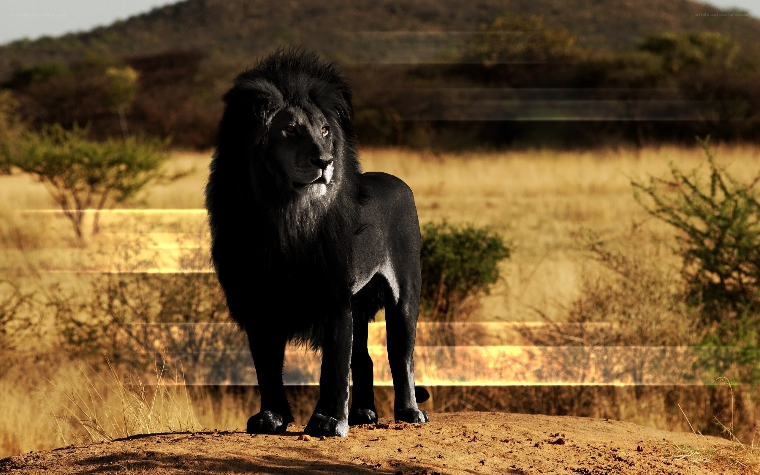 black lion in savanna