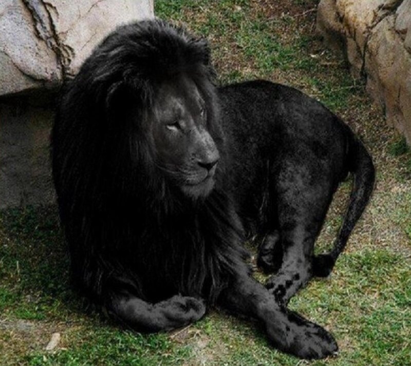 Black Lion Resting — Calm