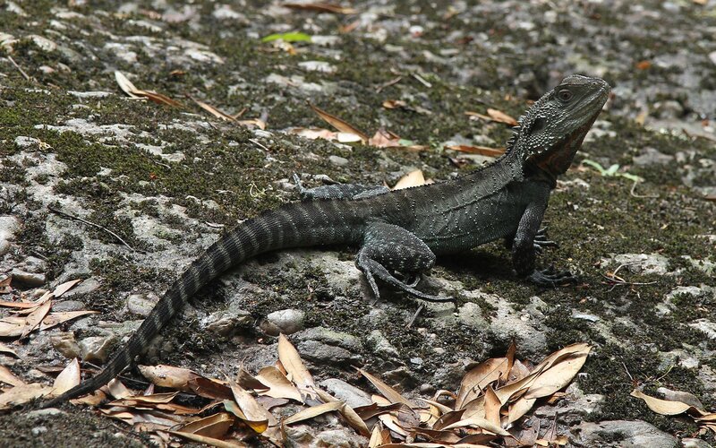 Black Lizard on Ground