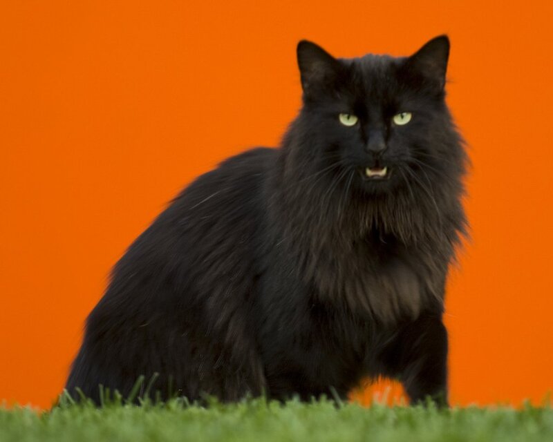 Black Long-haired Cat — Alert, Photograph