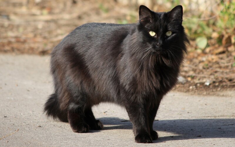 Black Long-haired Cat — Alert