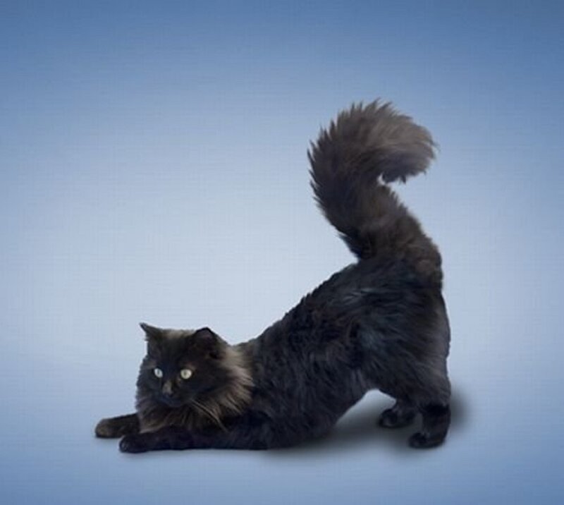 Black Long-haired Cat — Blue, Calm