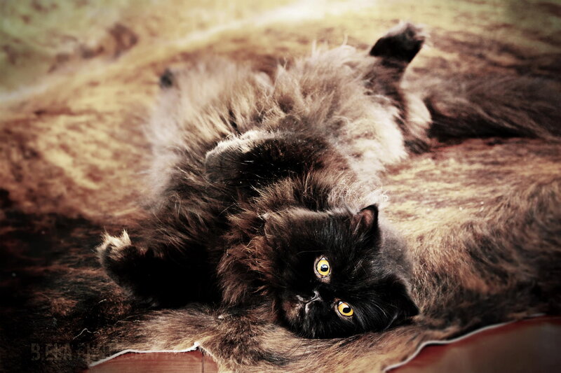 Black Long-haired Cat — Brown