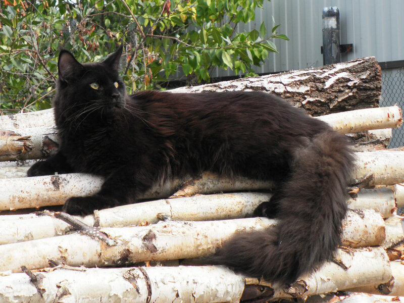 Black Long-haired Cat — Calm, Afternoon, Photograph
